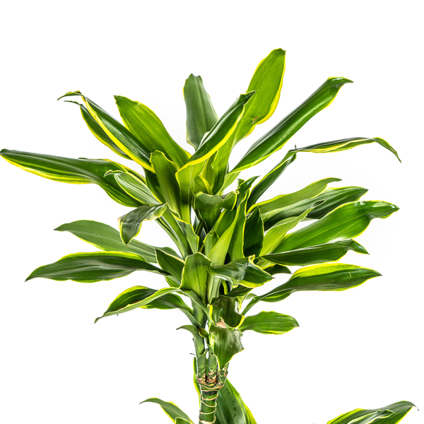 Dracaena Fragrans "Golden Coast" - ⭥100cm