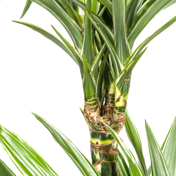 Dracaena Deremensis "White Stripe" - ⭥80cm