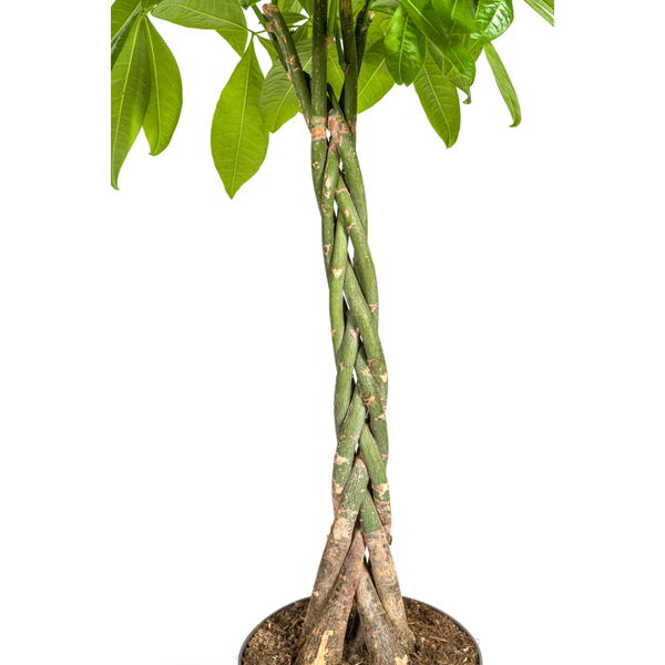 Pachira Aquatica - "Glückskastanie" - ⭥140cm