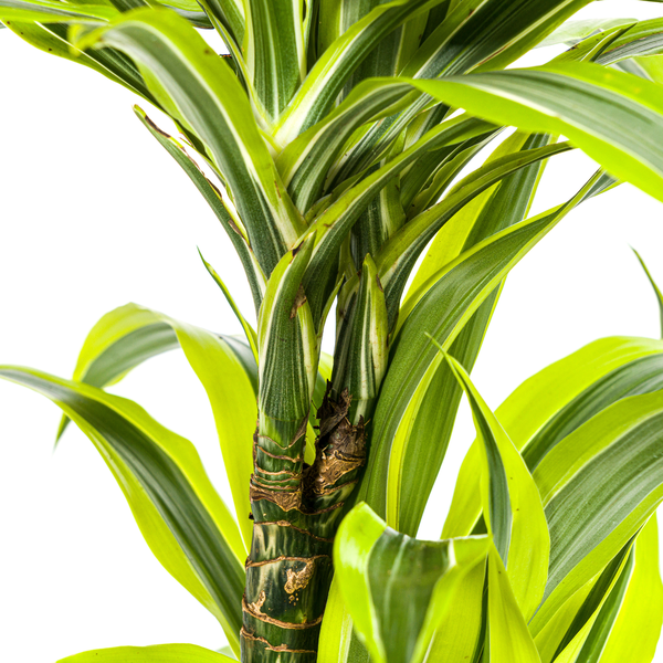 Dracaena Deremensis "Lemon Lime" - ⭥80cm