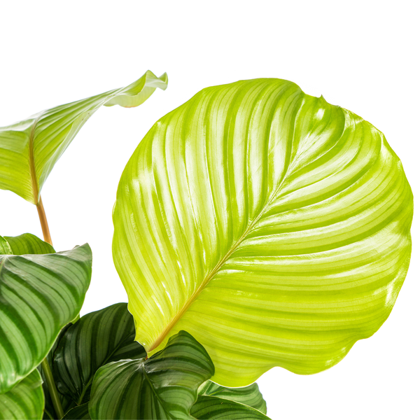 Calathea Orbifolia - ⭥45cm