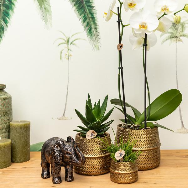 Sukkulente (⭥15cm) & Orchidee (⭥35cm) mit goldenen Keramik Ziertöpfen