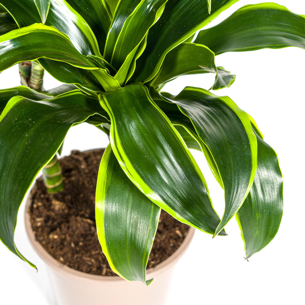 Dracaena Deremensis "Dorado" - ⭥110cm