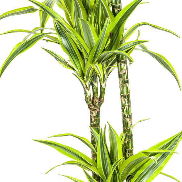 Dracaena Deremensis "Lemon Lime" - ⭥140cm