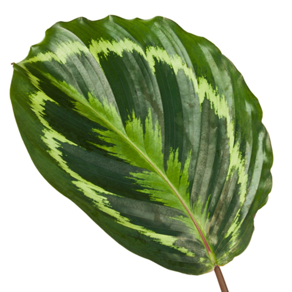 Calathea Medallion - ⭥45cm