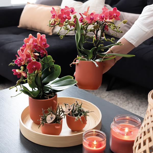 2x Rote Orchidee "Kongo" - ⭥35cm