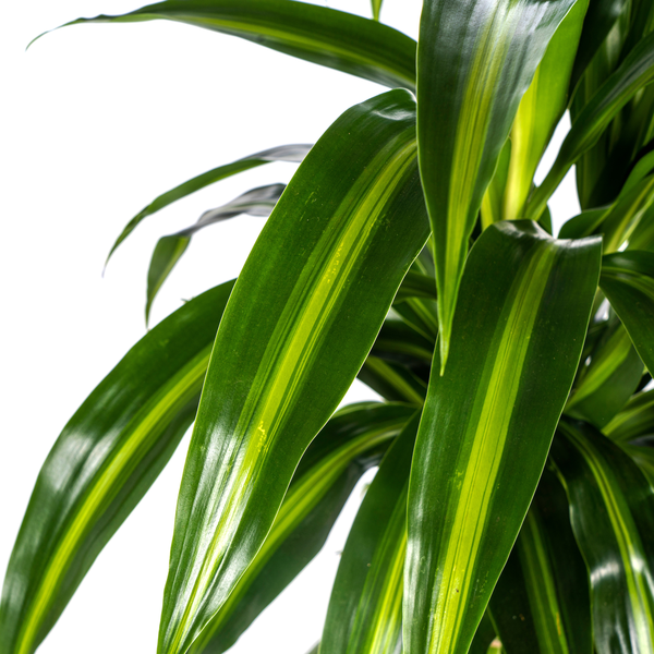 Dracaena Deremensis "Hawaiian Sunshine" - ⭥100cm