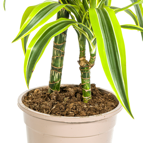 Dracaena Deremensis "Lemon Lime" - ⭥80cm