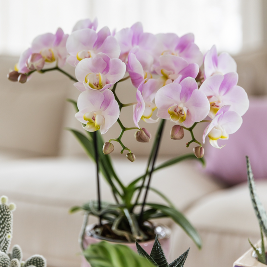 Pflanze der Woche: Orchidee (Phalaenopsis)