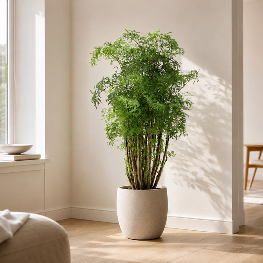 Pflanze der Woche: Polyscias Hawaiiana Ming