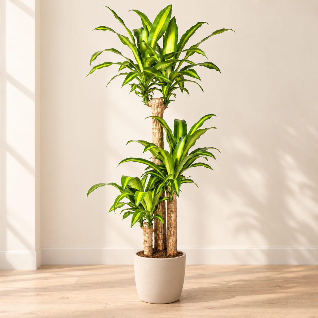 Pflanze der Woche: Drachenbaum Massangeana