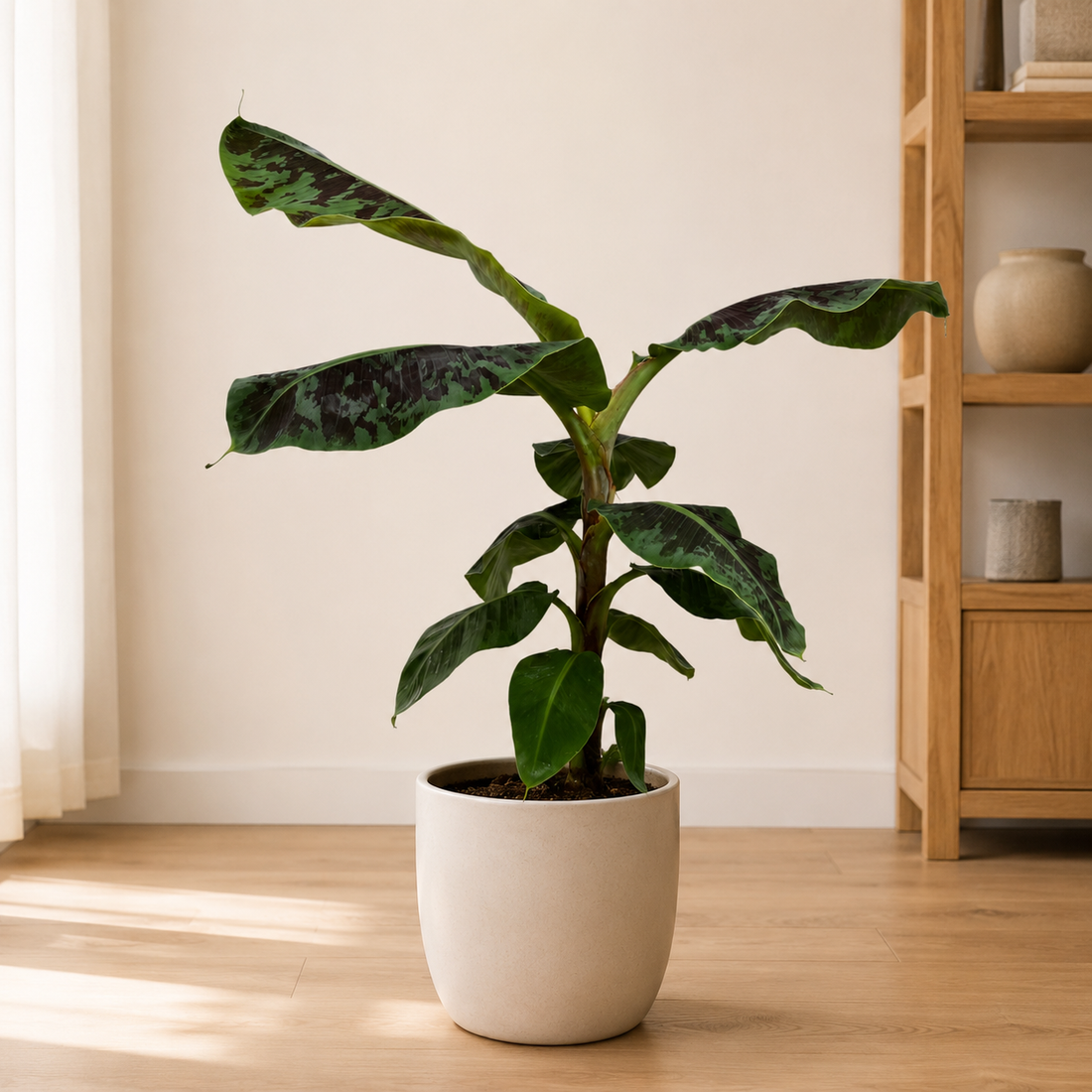 Pflanze der Woche: Musa (Bananenpflanze)