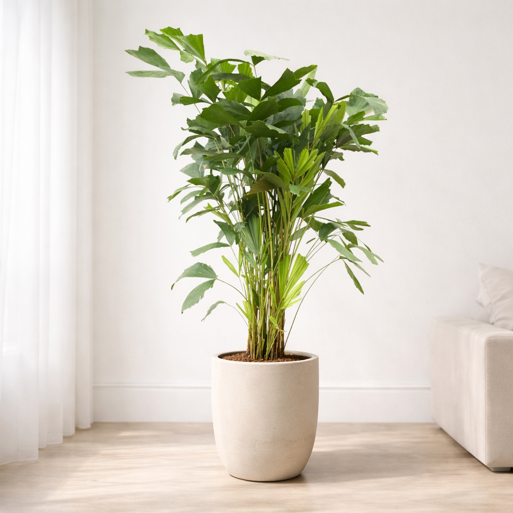 Pflanze der Woche: Caryota Mitis (Fischschwanzpalme)