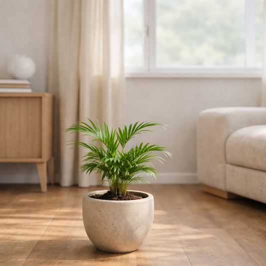 Warum wachsen Zimmerpflanzen manchmal nicht weiter?