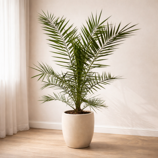 Pflanze der Woche: Kanarische Dattelpalme (Phoenix Canariensis)