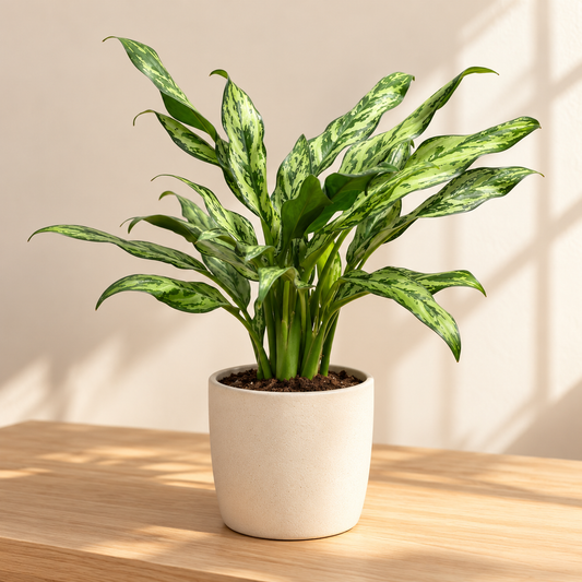 Pflanze der Woche: Aglaonema Juliette