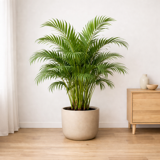Pflanze der Woche: Goldfruchtpalme (Areca-Palme)