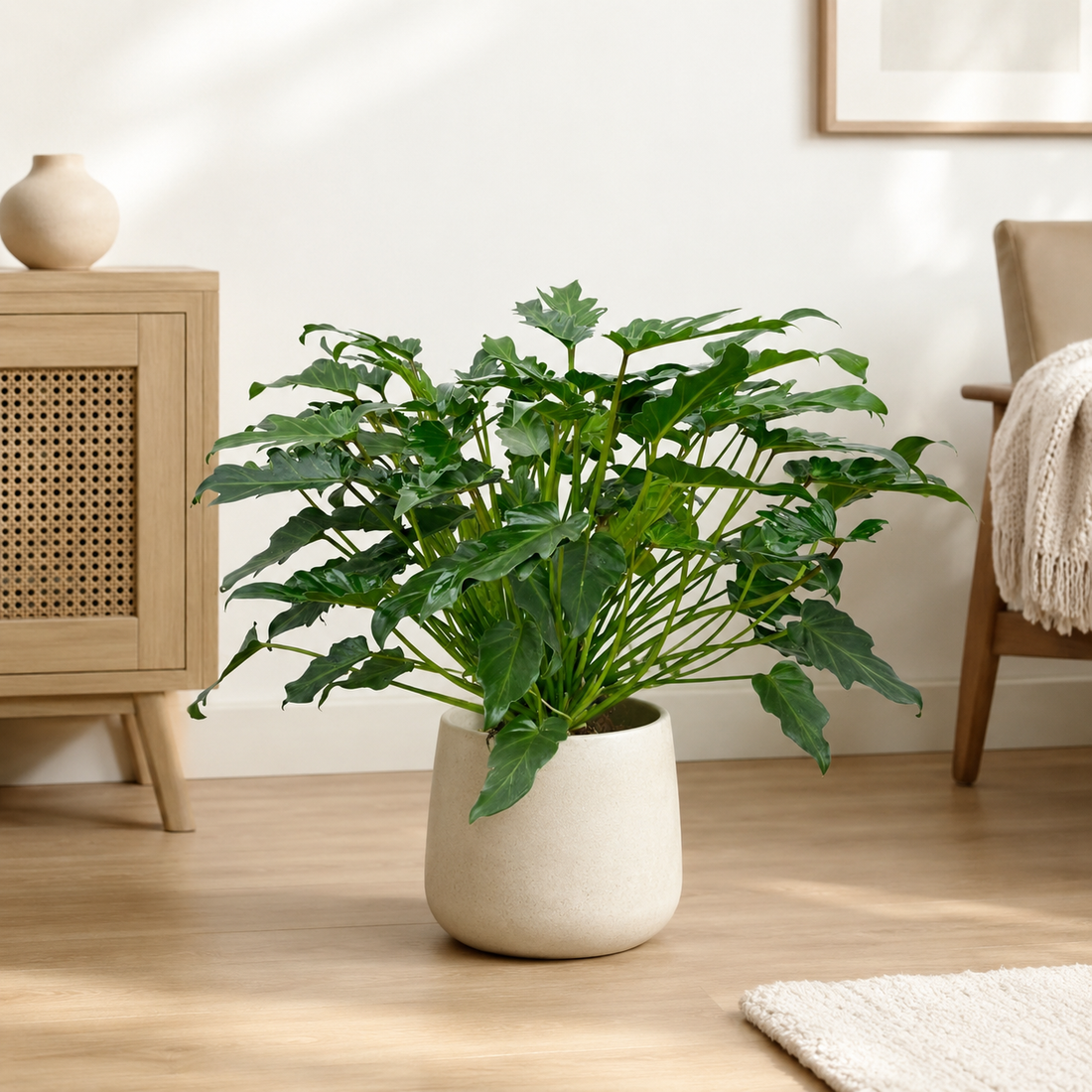Pflanze der Woche: Philodendron Xanadu