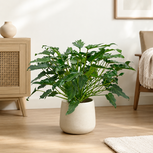 Pflanze der Woche: Philodendron Xanadu