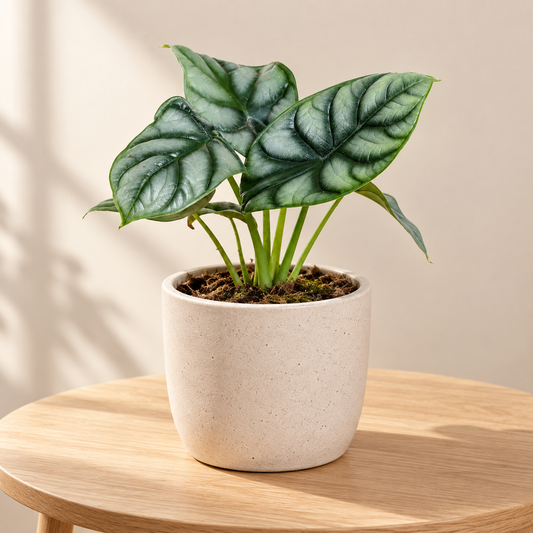 Pflanze der Woche: Alocasia Silver Dragon