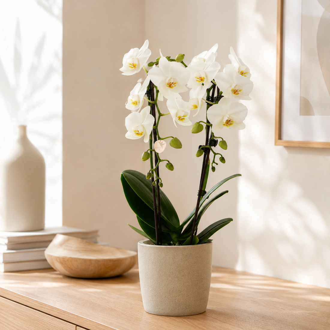 Pflanze der Woche: Orchidee „Niagara Fall“