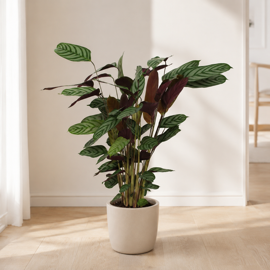 Pflanze der Woche: Calathea Compactstar