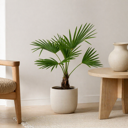 Pflanze der Woche: Trachycarpus Fortunei (Hanfpalme)