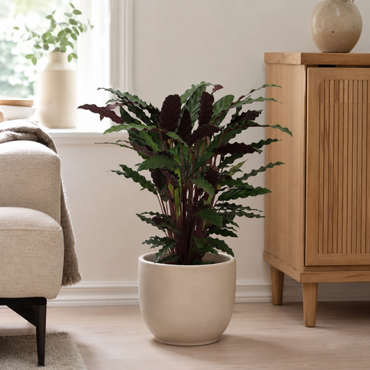 Pflanze der Woche: Calathea Wavestar