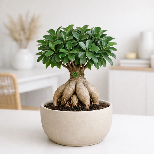 Pflanze der Woche: Ficus Microcarpa „Ginseng“ (Ginseng-Feigenbaum)