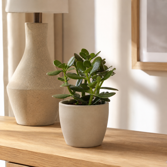 Pflanze der Woche: Sukkulente Crassula Ovata (Geldbaum)