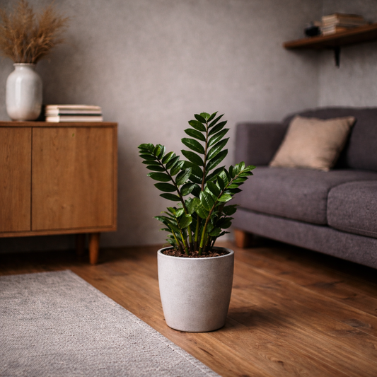 Zimmerpflanzen für dunkle Räume – diese Pflanzen kommen mit wenig Licht aus