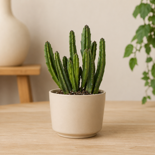 Pflanze der Woche: Stapelia (Aasblume)