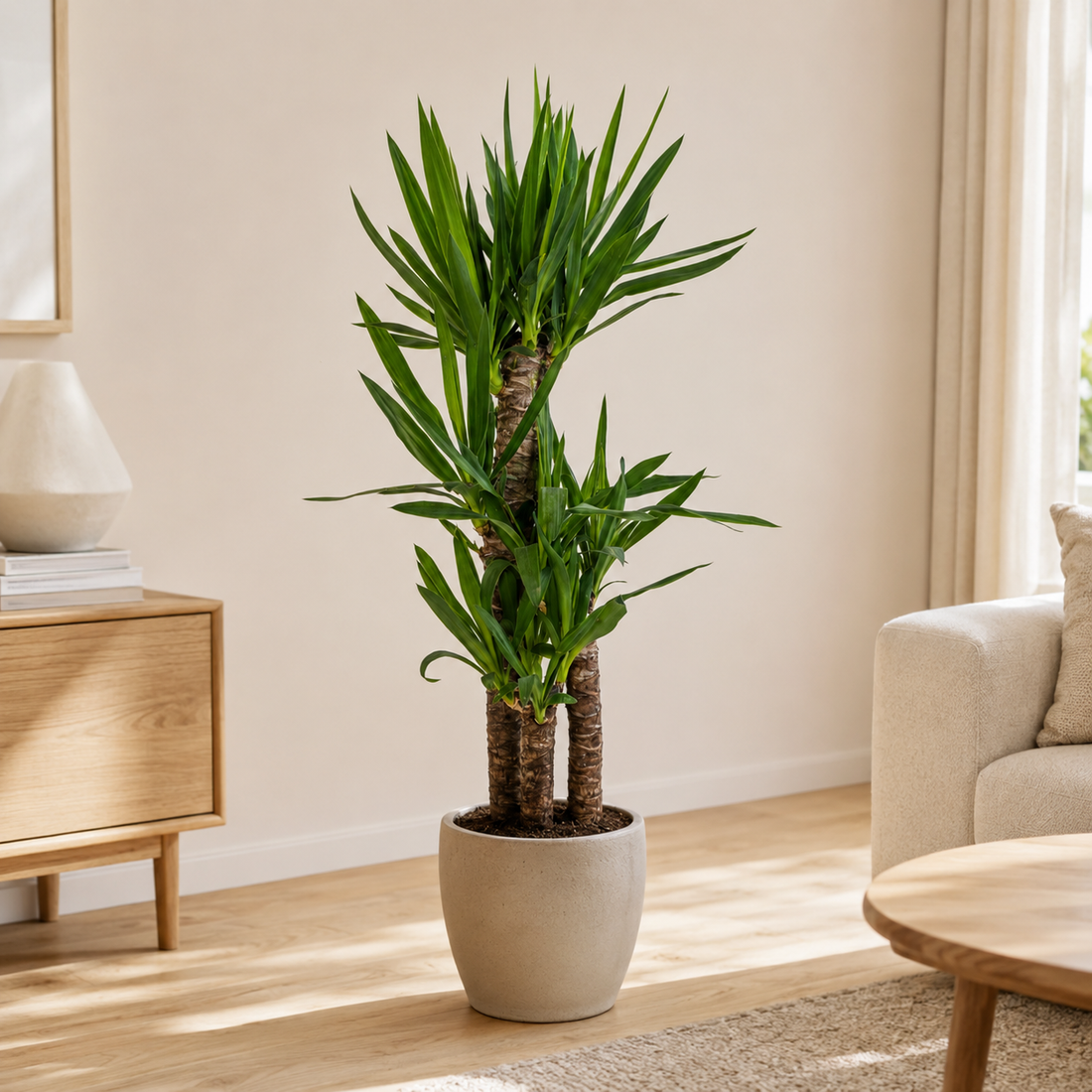 Pflanze der Woche: Yucca-Palme