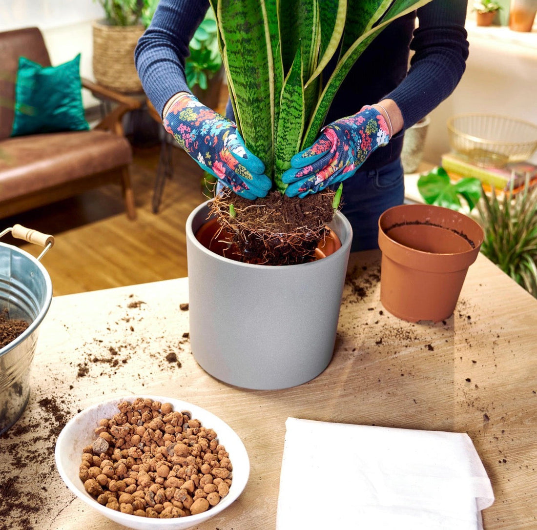 5 häufige Pflegefehler bei Zimmerpflanzen – und wie du sie vermeidest