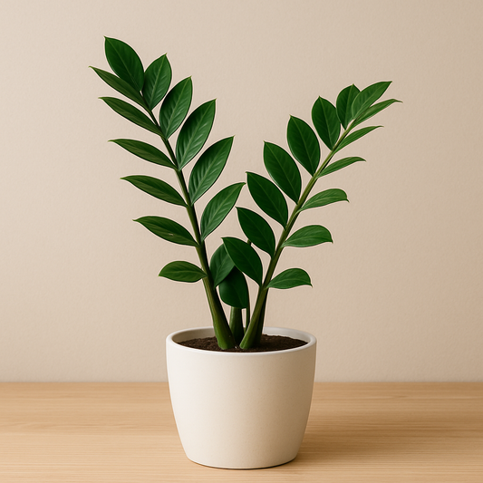 Pflanze der Woche: Zamioculcas Zamiifolia (Glücksfeder)