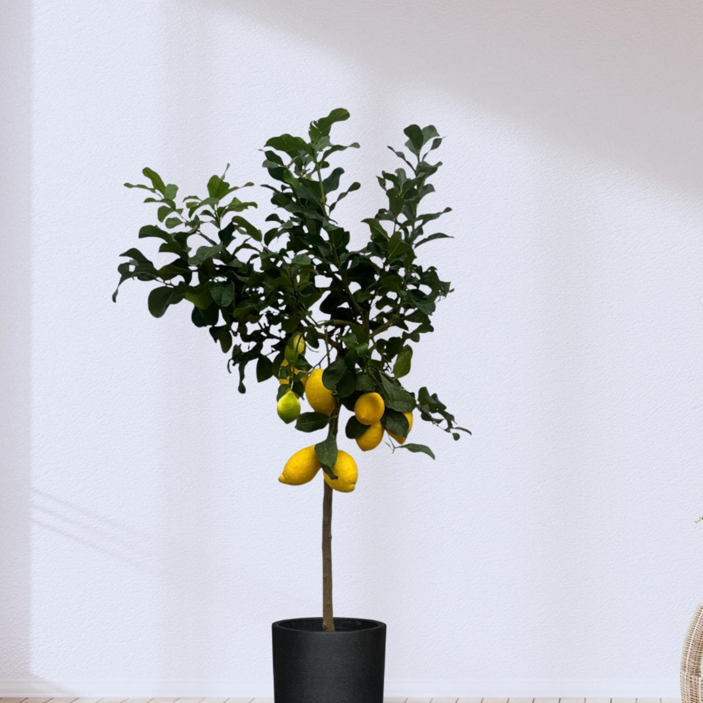 Citrus Calamondin - "Kalamondin-Zitrus" - ⭥150cm