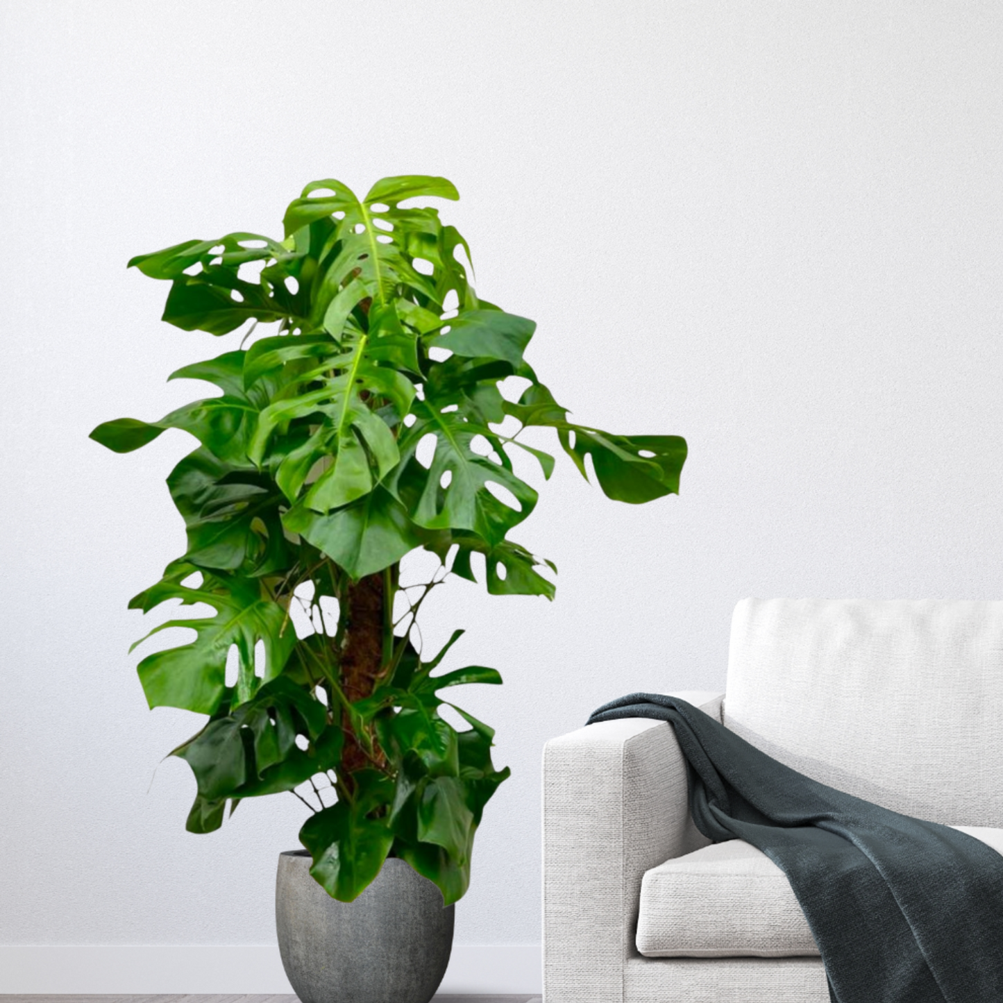 Monstera Deliciosa am Moosstab - "Fensterblatt" - ⭥150cm