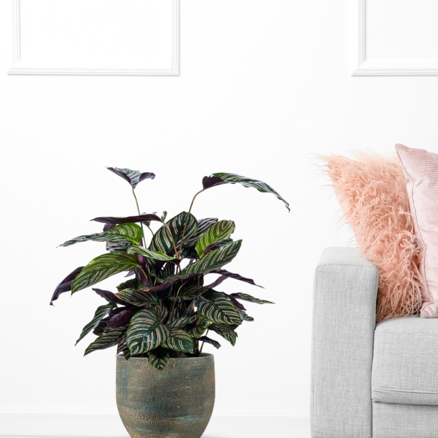 Calathea Sanderiana - ⭥70cm