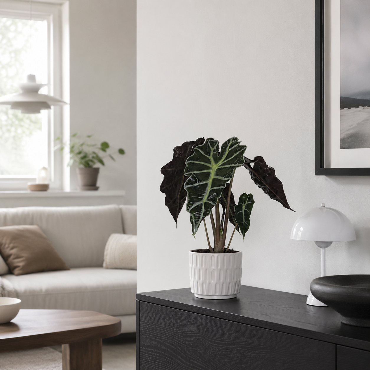Alocasia Amazonica Polly - ⭥30cm