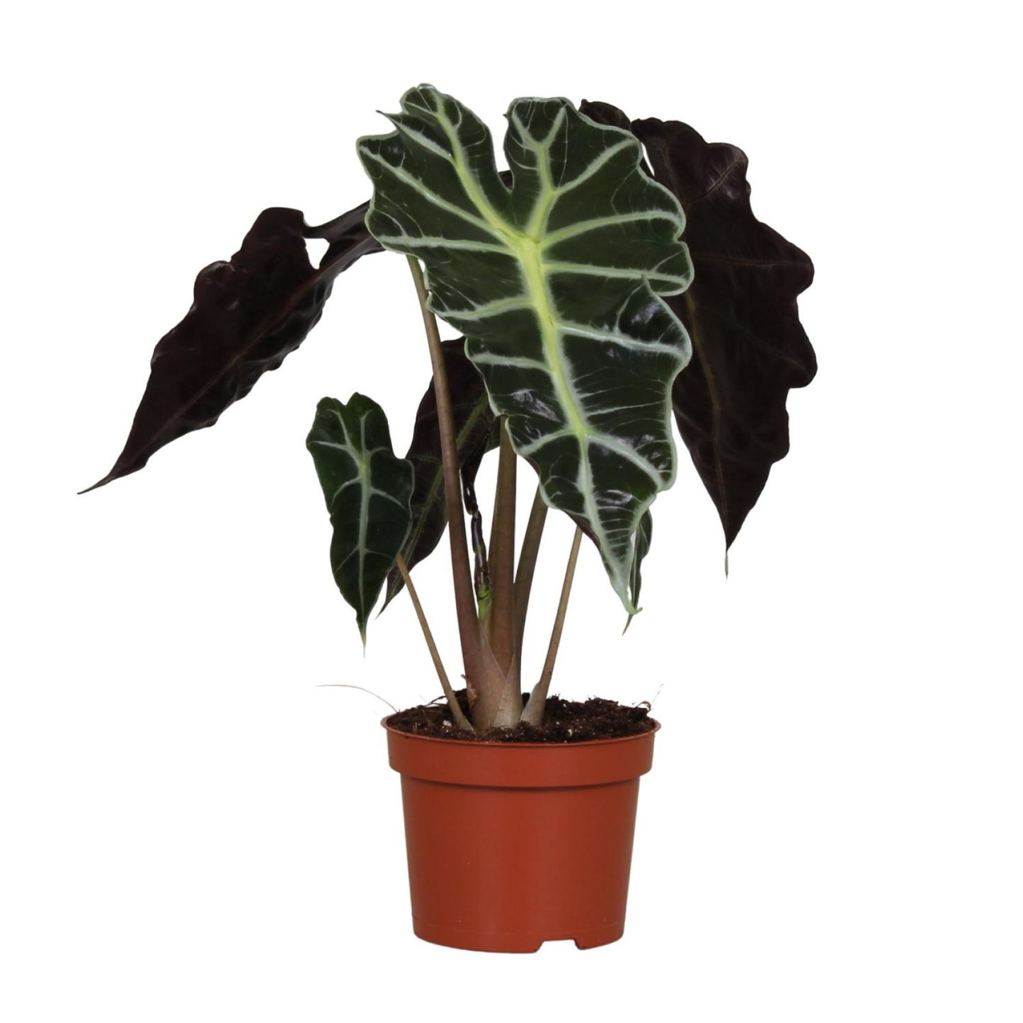Alocasia Amazonica Polly - ⭥30cm
