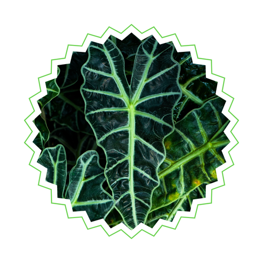 Alocasia Amazonica Polly - ⭥30cm