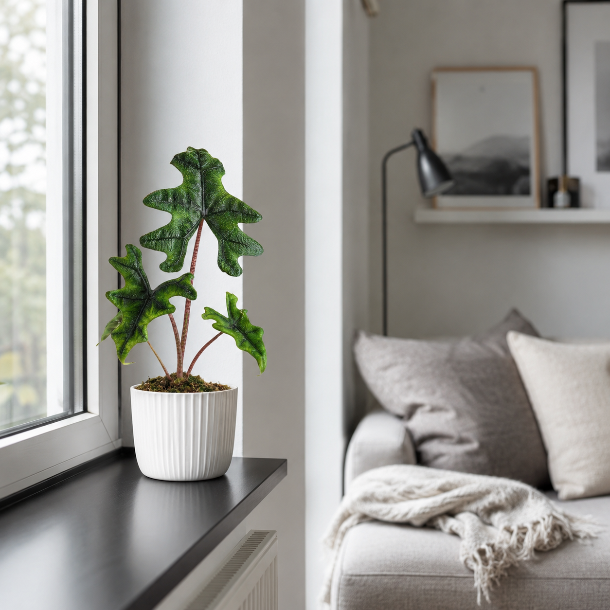 Alocasia Jacklyn - ⭥30cm