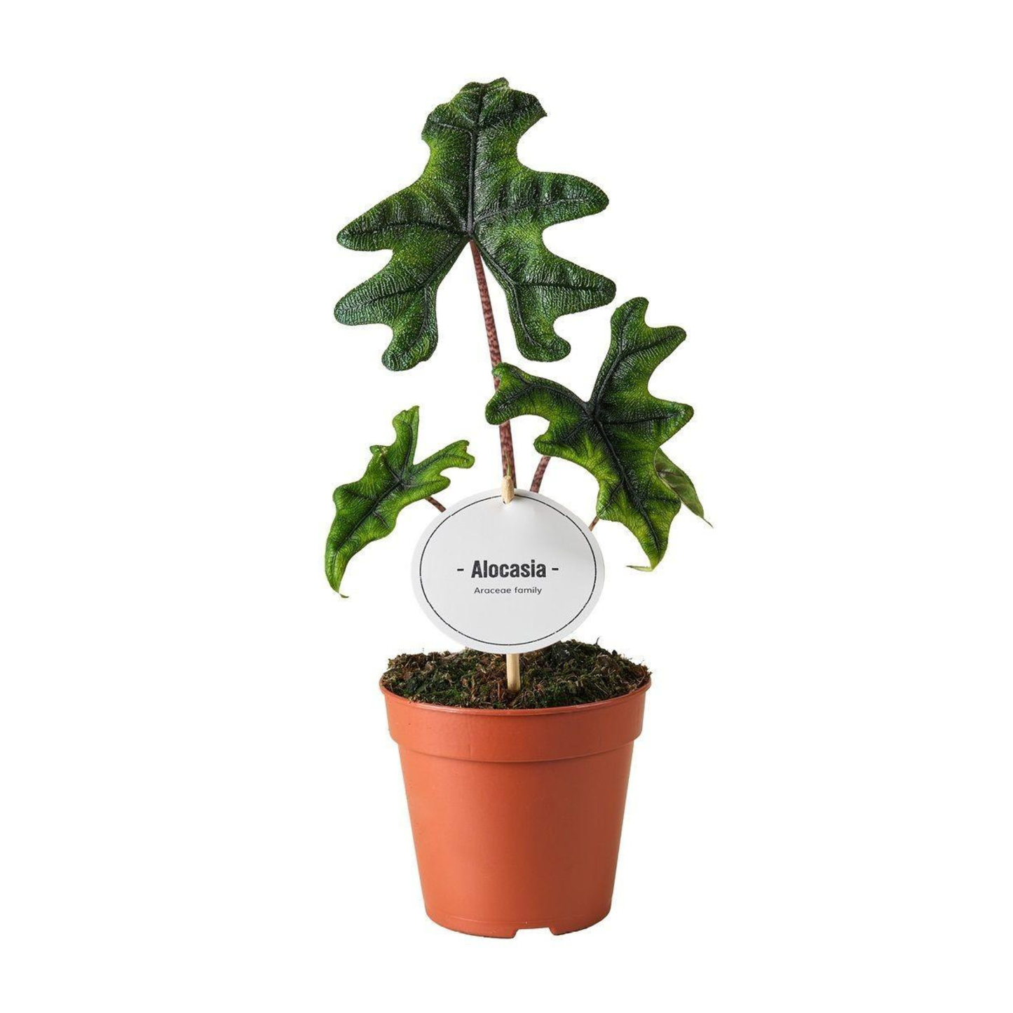 Alocasia Jacklyn - ⭥30cm