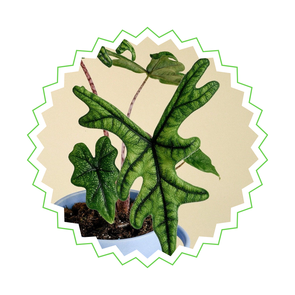 Alocasia Jacklyn - ⭥30cm