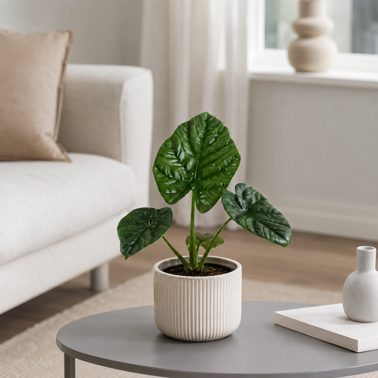 Alocasia Lukiwan - ⭥20cm
