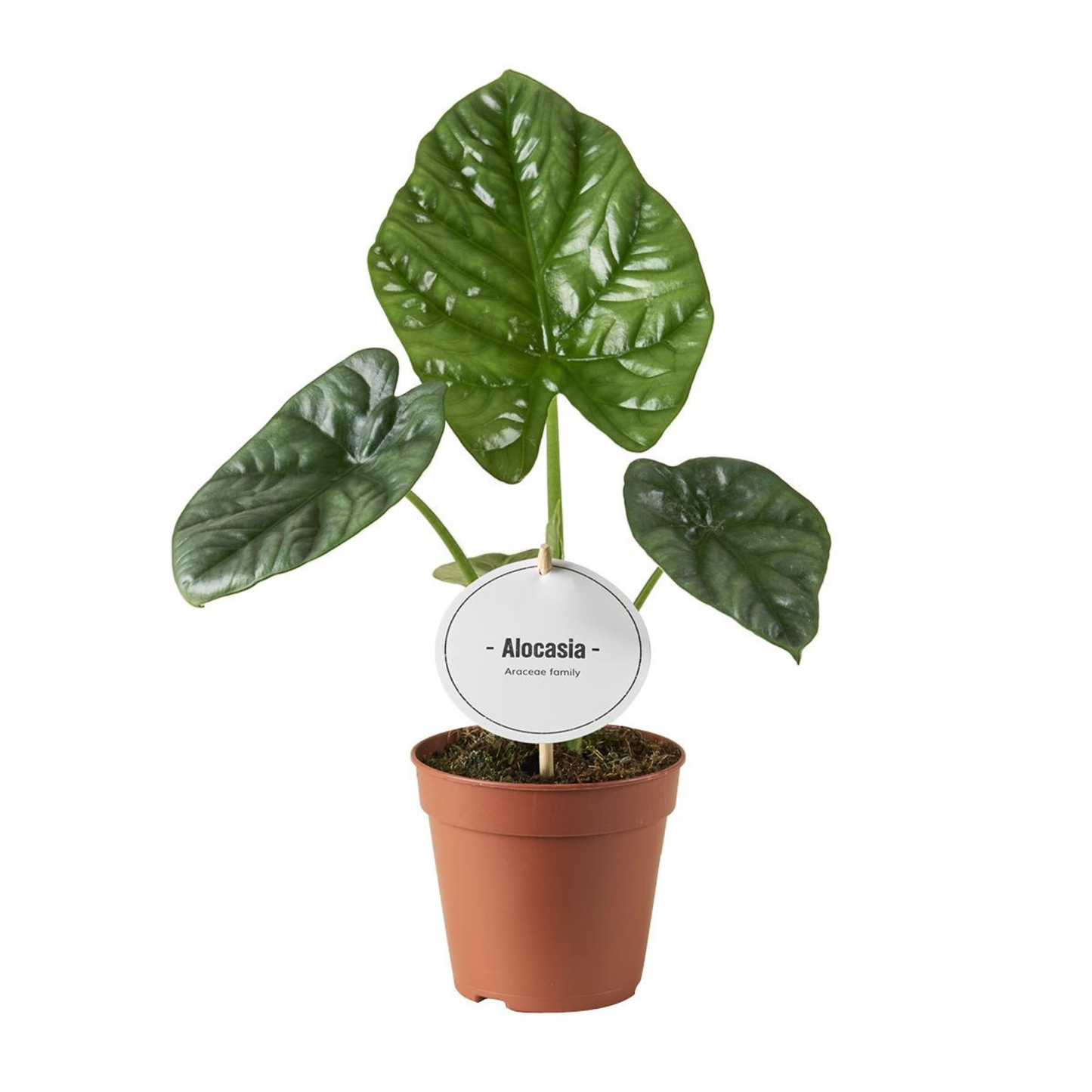 Alocasia Lukiwan - ⭥20cm