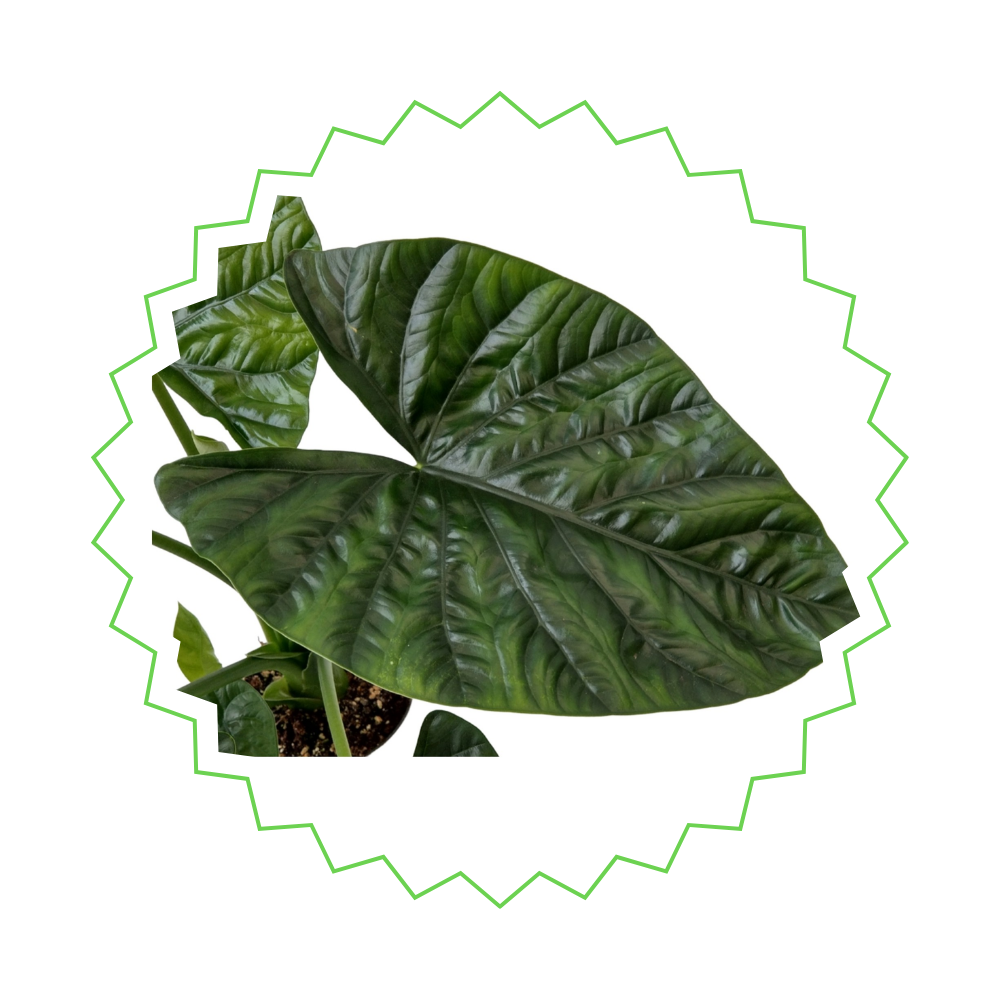 Alocasia Lukiwan - ⭥20cm