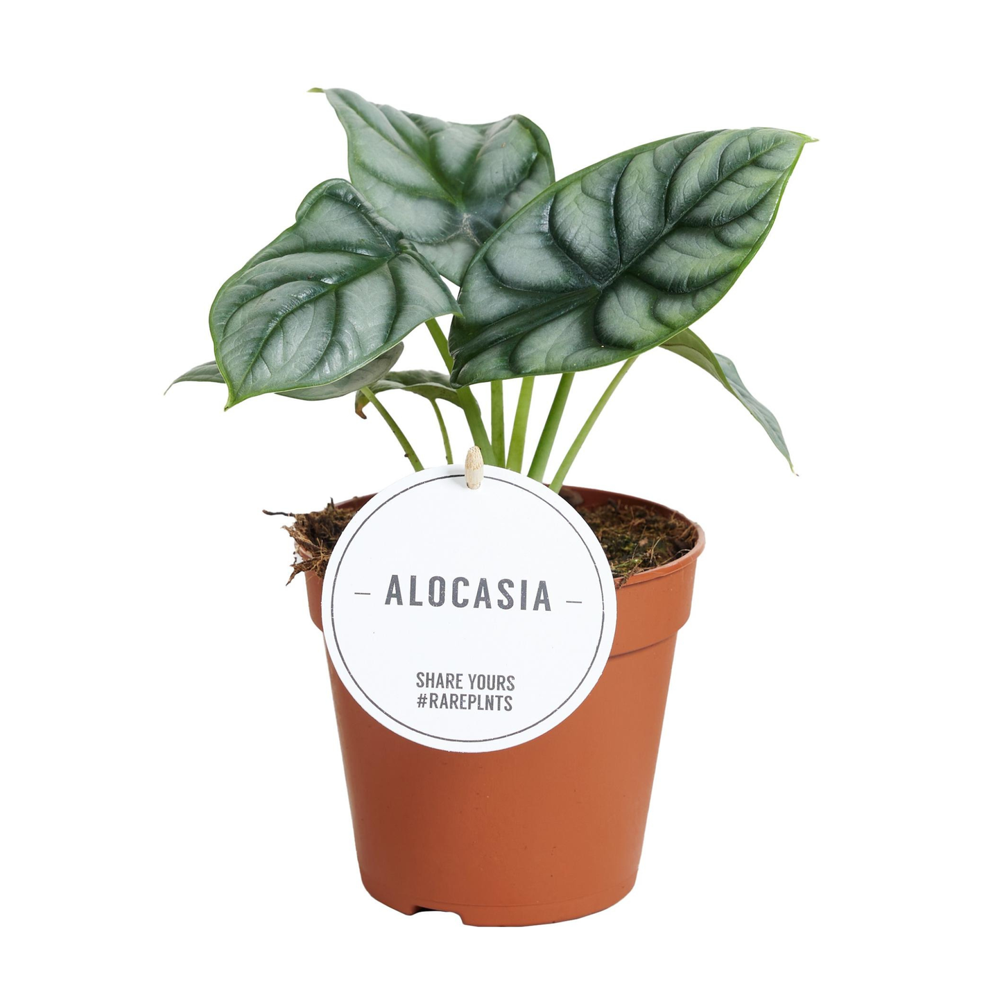 Alocasia Silver Dragon - ⭥25cm