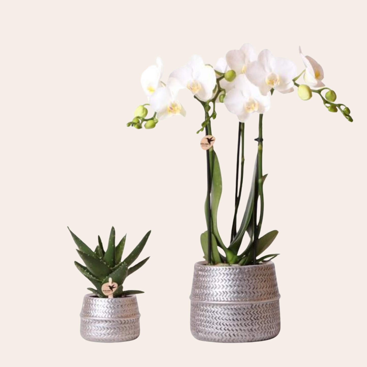 Sukkulente (⭥15cm) & Orchidee (⭥35cm) mit silbernen Keramik Ziertöpfen