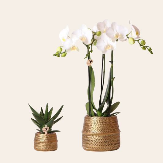 Sukkulente (⭥15cm) & Orchidee (⭥35cm) mit goldenen Keramik Ziertöpfen